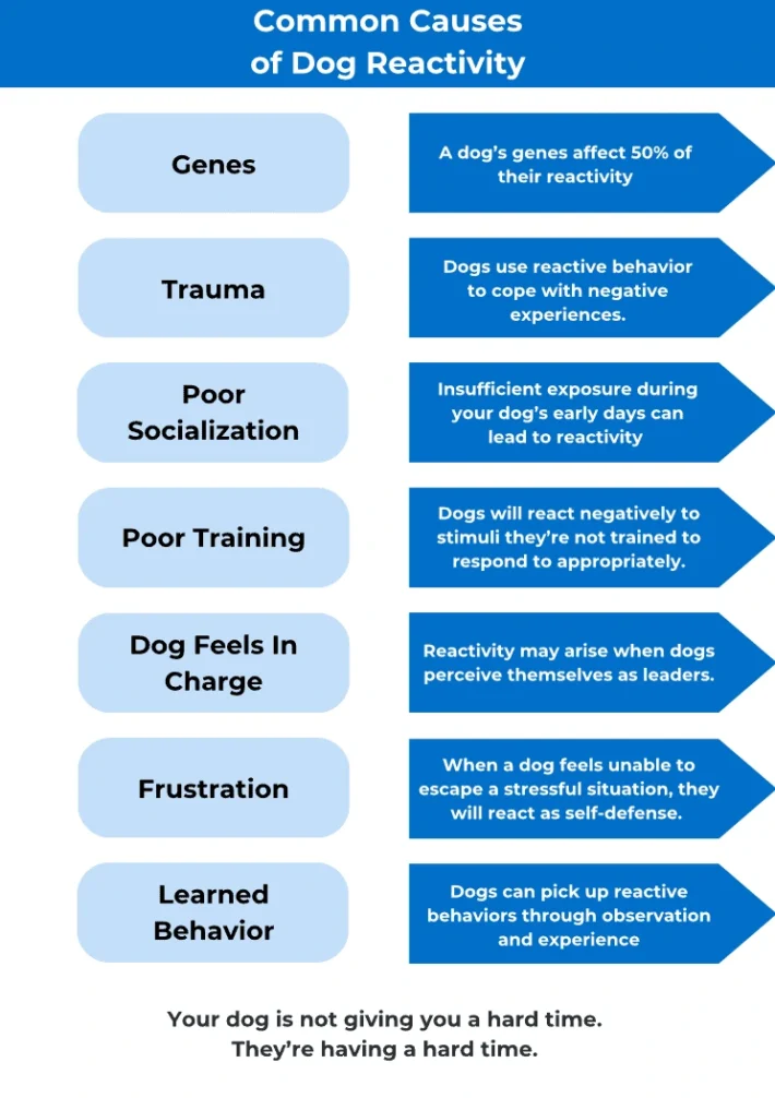What Does It Mean When a Dog is Reactive