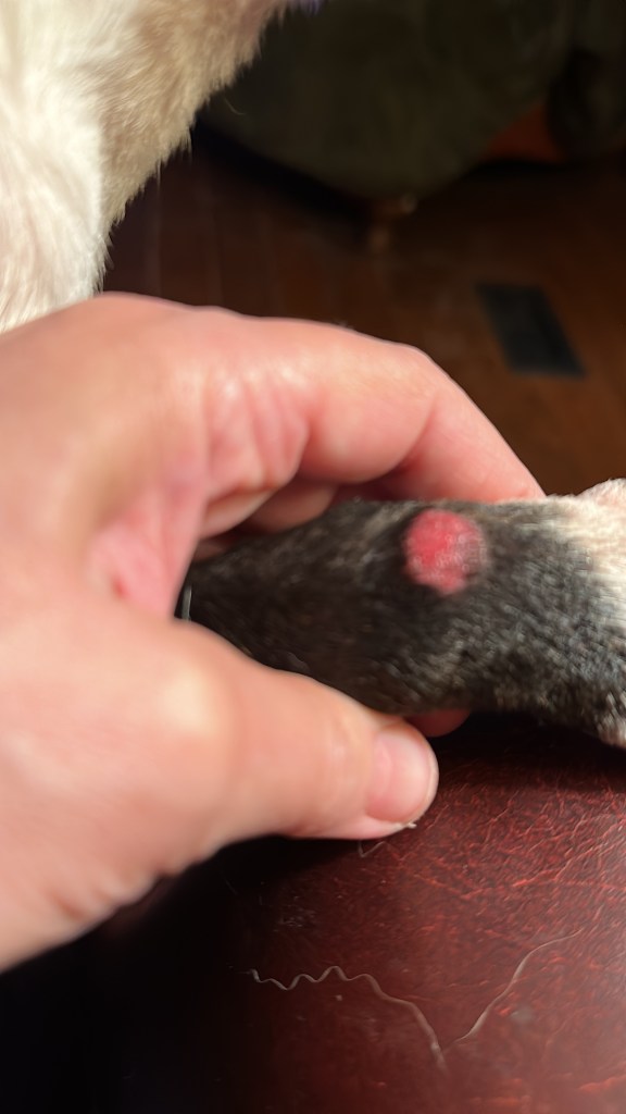 What Does Skin Cancer Look Like on a Dog