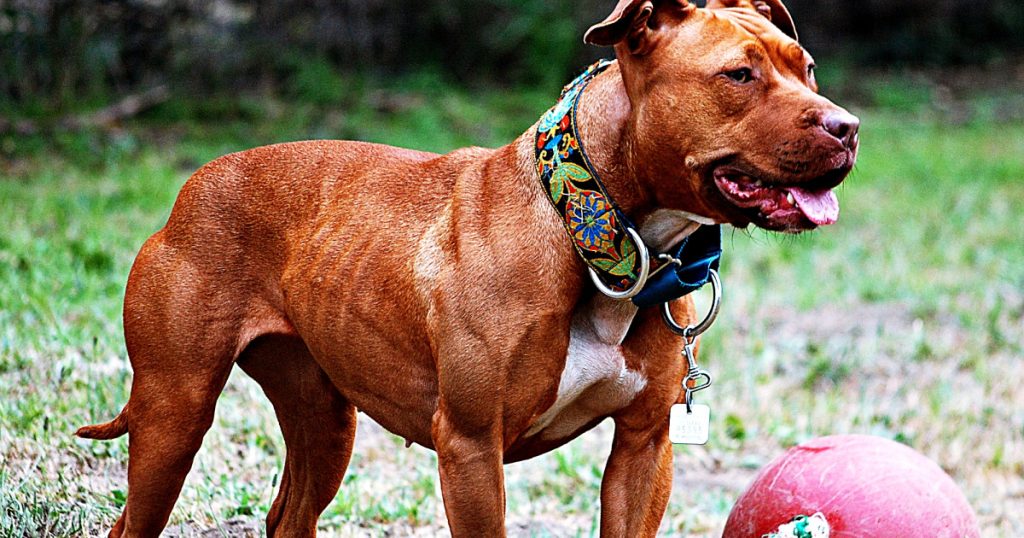 What Dog Breeds are Banned in Florida
