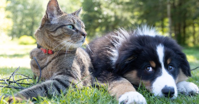What Dog Breeds are Good With Cats