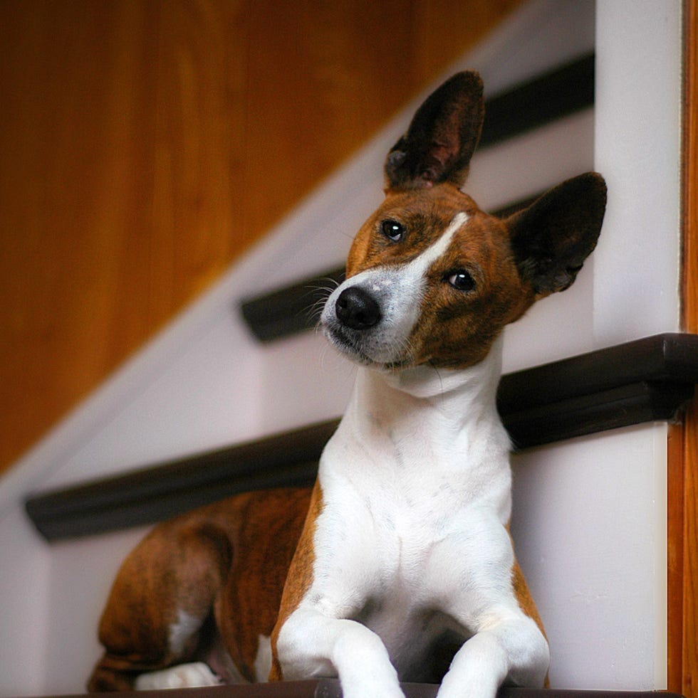 What Dog Breeds Don'T Bark