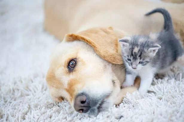 What Dog Breeds Get along With Cats