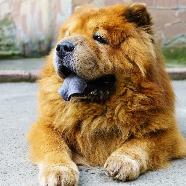 What Dog Breeds Have Black Tongues