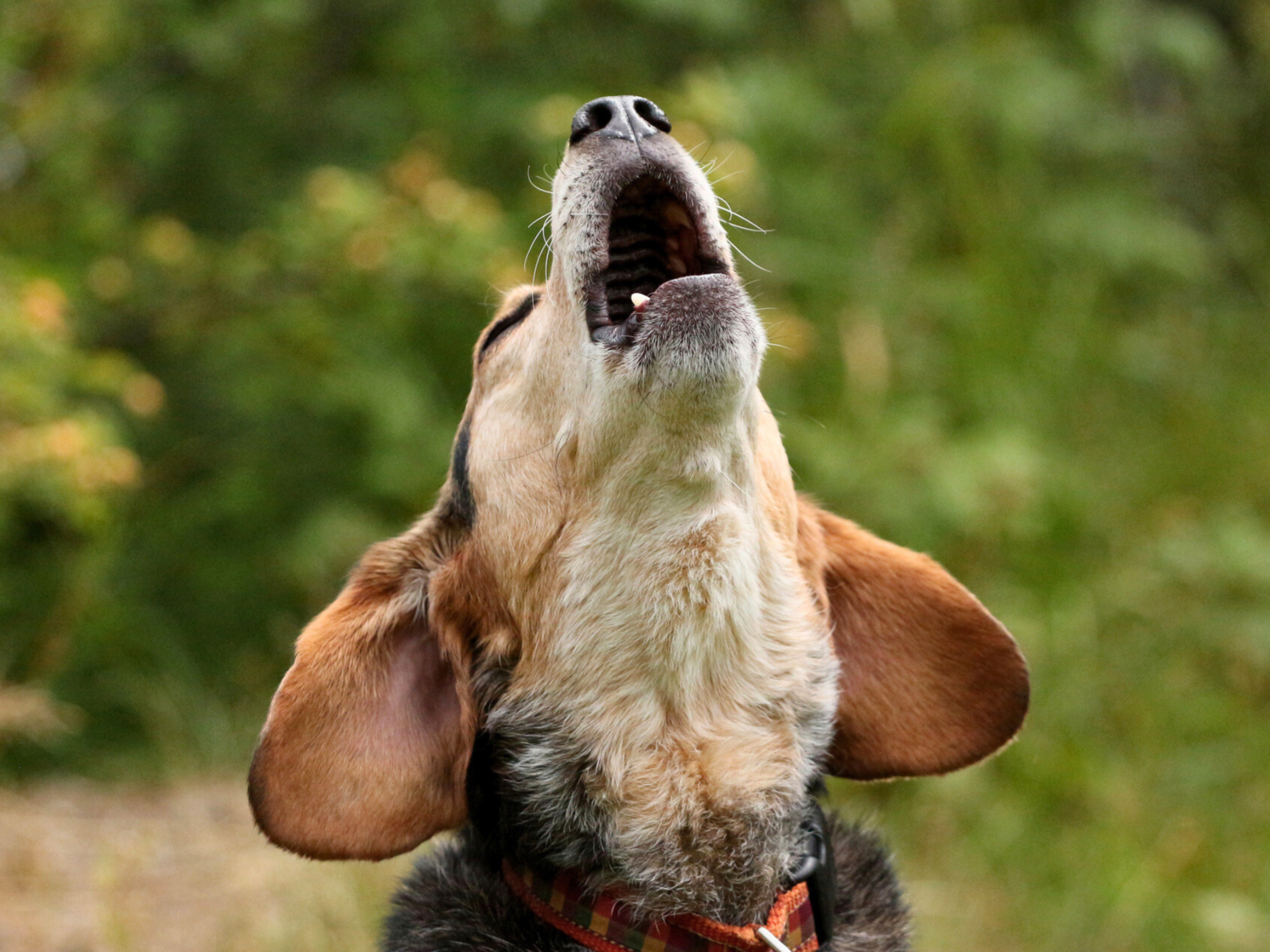 What Dog Breeds Howl