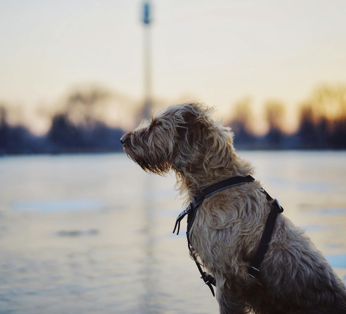 What Dog Breeds Live the Shortest