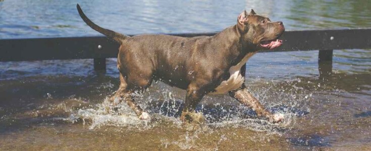 What Dog Breeds Look Like Pit Bulls