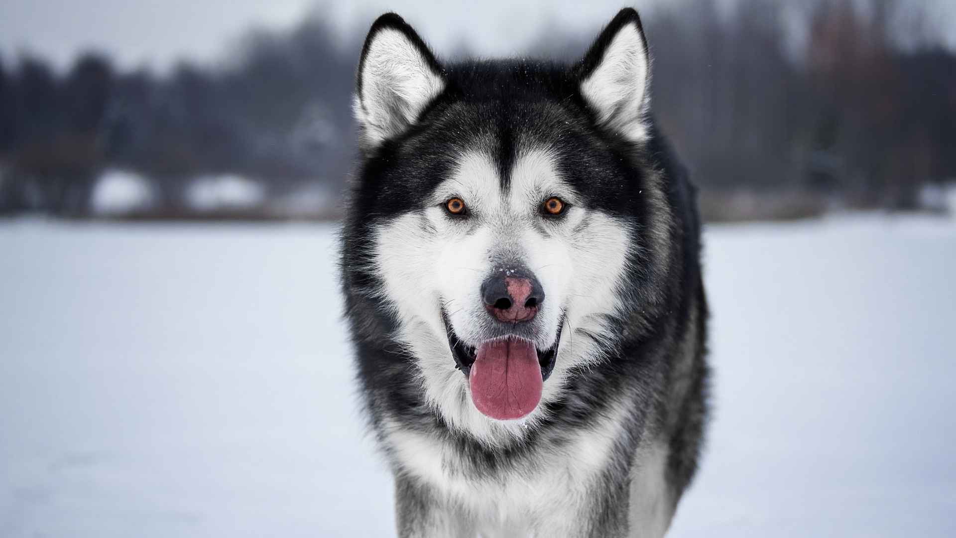 What Dog Breeds Look Like Wolves