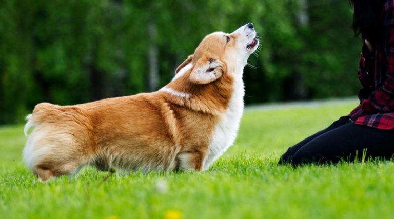 What Dog Breeds Should Not Be Shaved