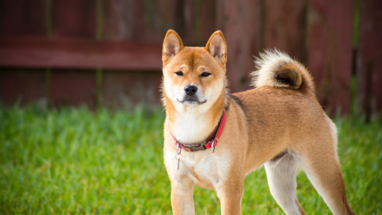 What Dogs are Easy to Potty Train