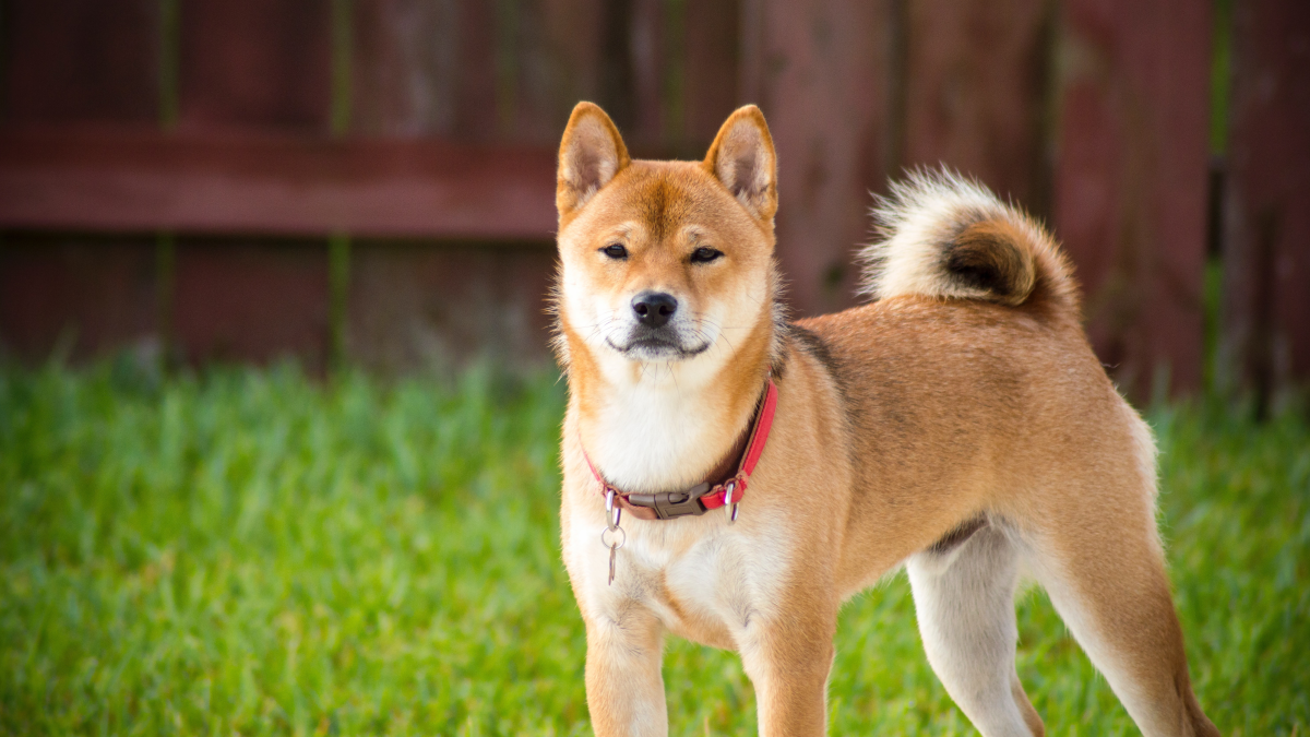 What Dogs are Easy to Potty Train