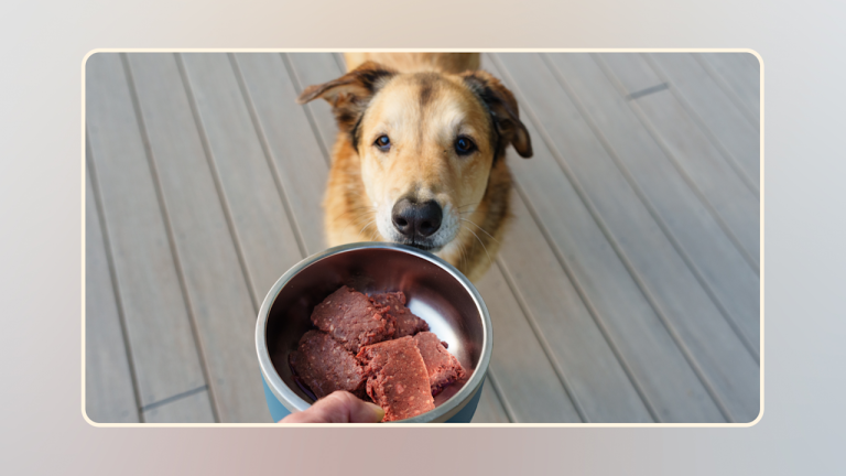 What is a Dogs Natural Diet