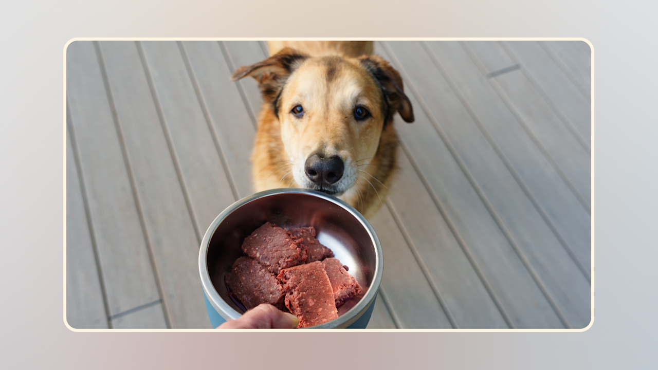 What is a Dogs Natural Diet