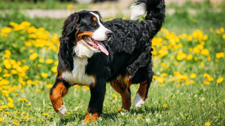 What is Double Coated Dog
