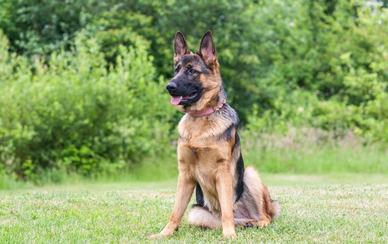 What is Easiest Dog to Train
