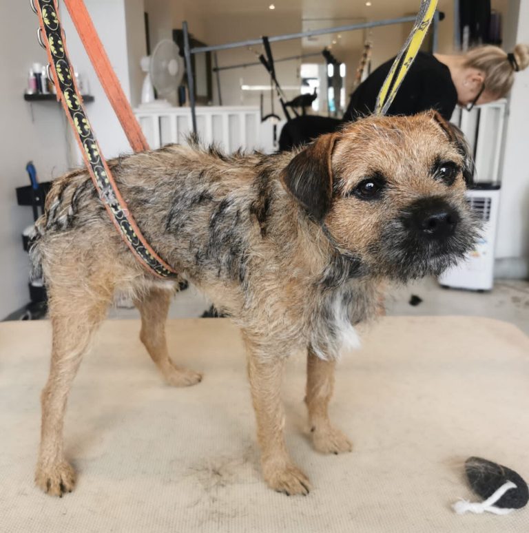 What is Hand Stripping in Dog Grooming