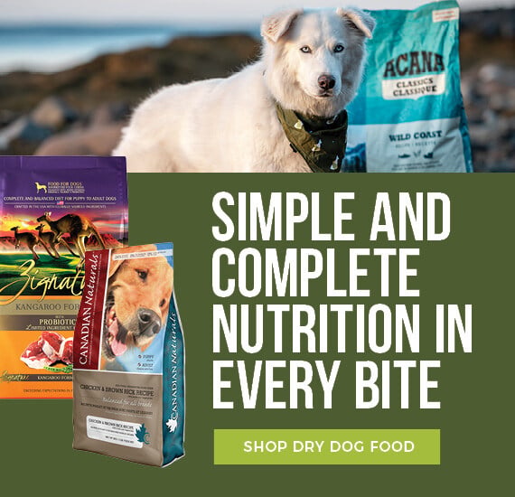 What is the Best High Protein Dog Food
