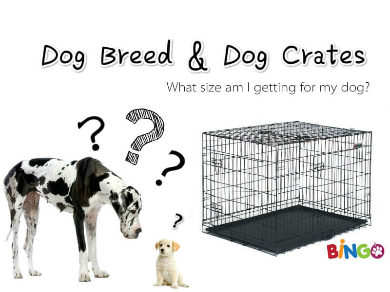 What Size Crate for Dog
