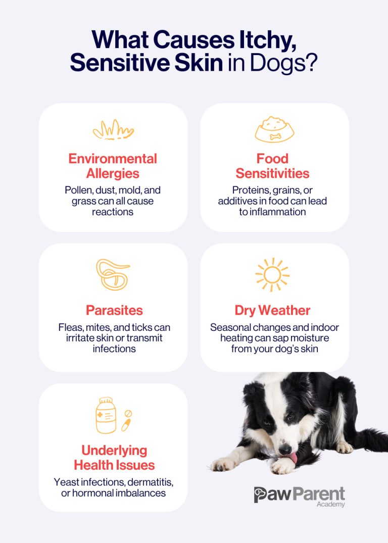 What to Do for Dogs Itchy Skin