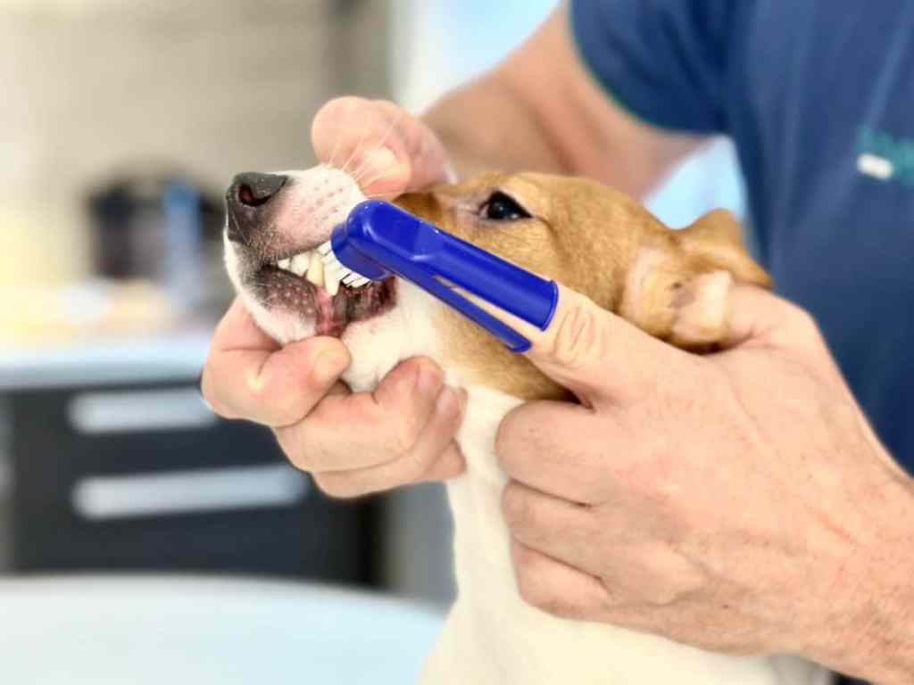 What to Use to Brush Dogs Teeth