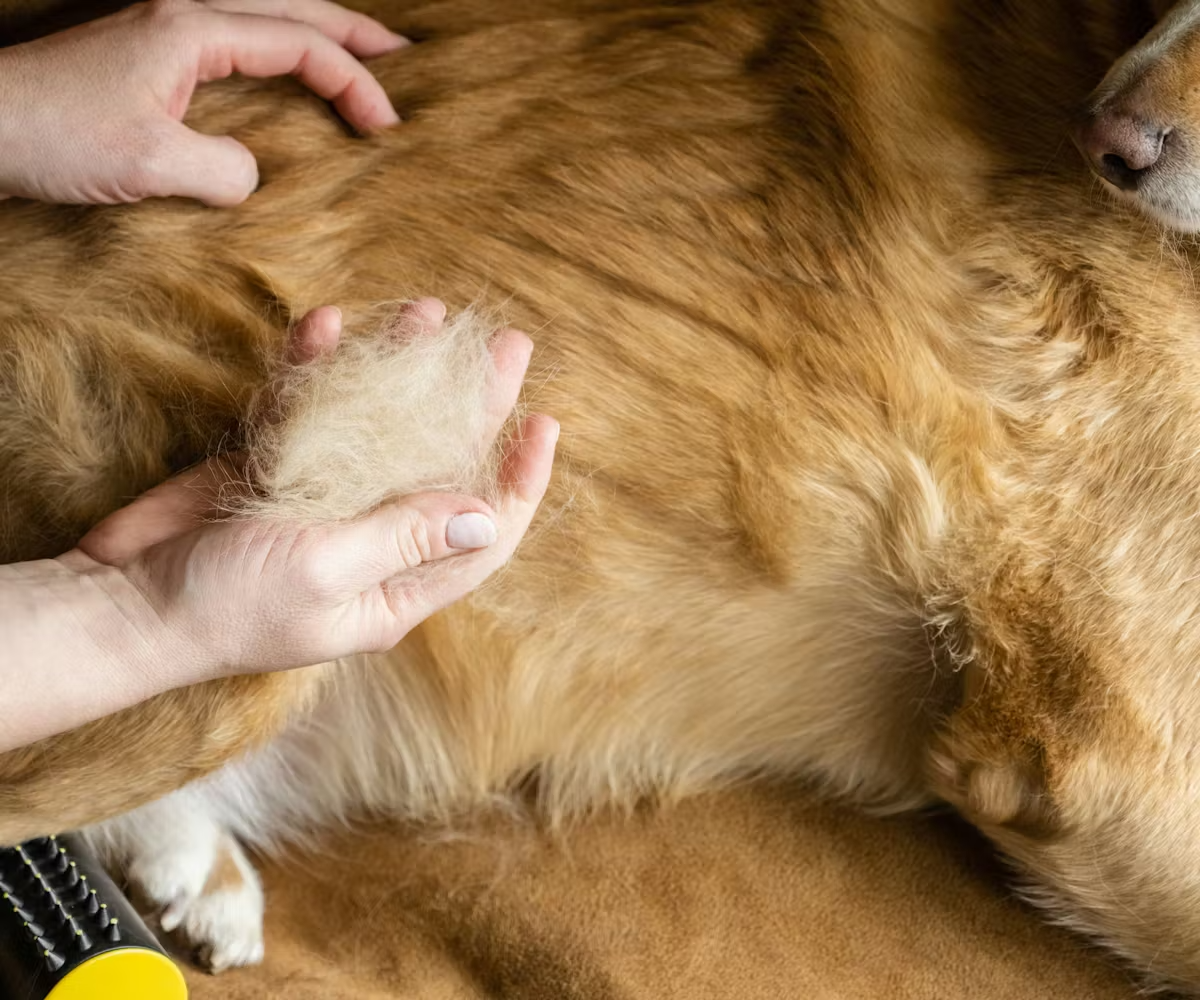When Do Dogs Shed Their Puppy Coat