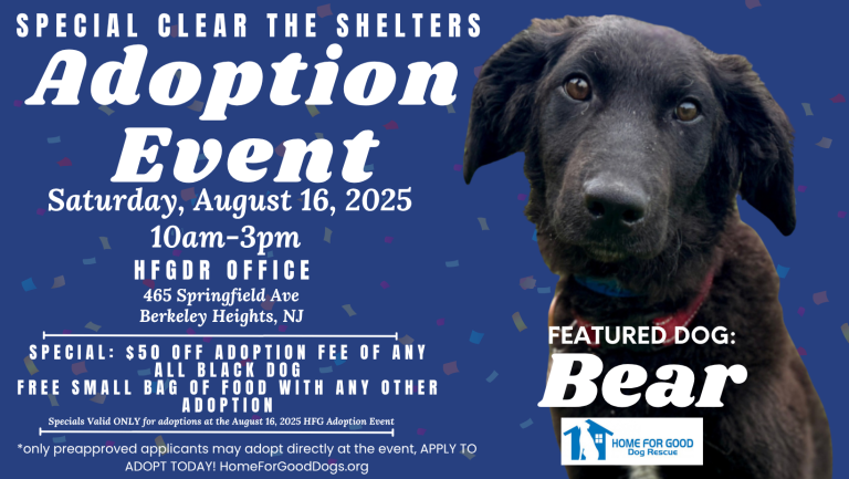 Where Can You Adopt Dogs for Free