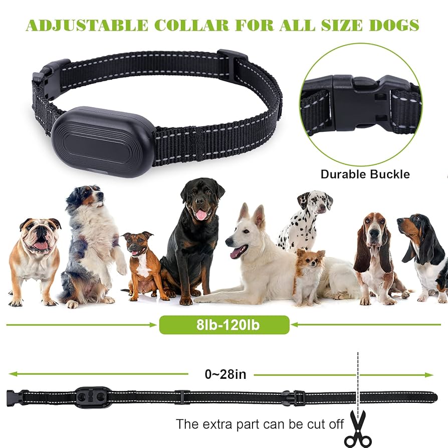 Where to Put a Shock Collar on a Dog