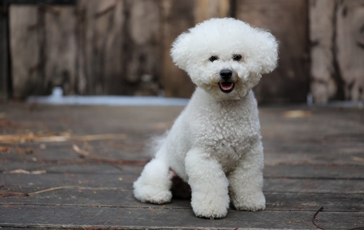 Which Dog Breeds are Hypoallergenic