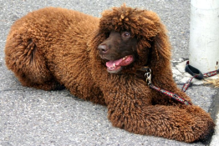Which Dog Breeds Have Webbed Feet