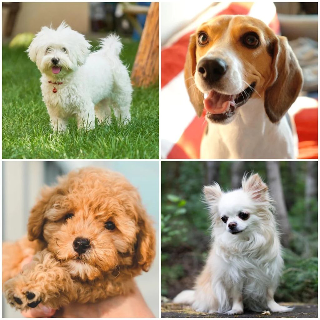 Which Dog Breeds Live the Longest