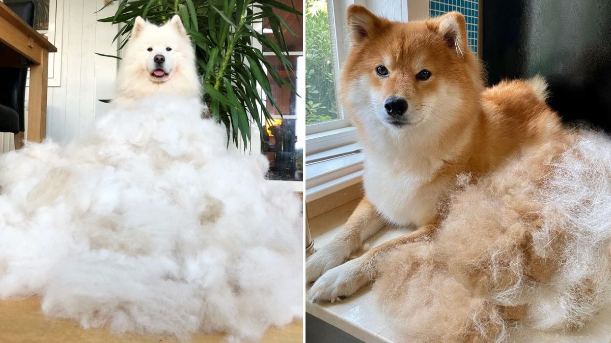 Which Dog Breeds Shed the Most
