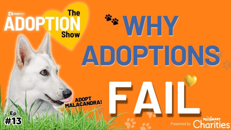 Why Adopt a Dog