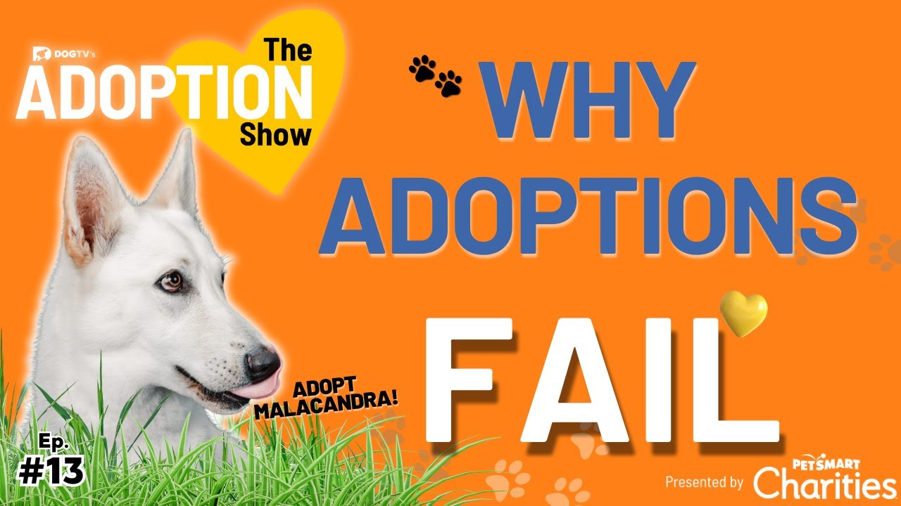 Why Adopt a Dog