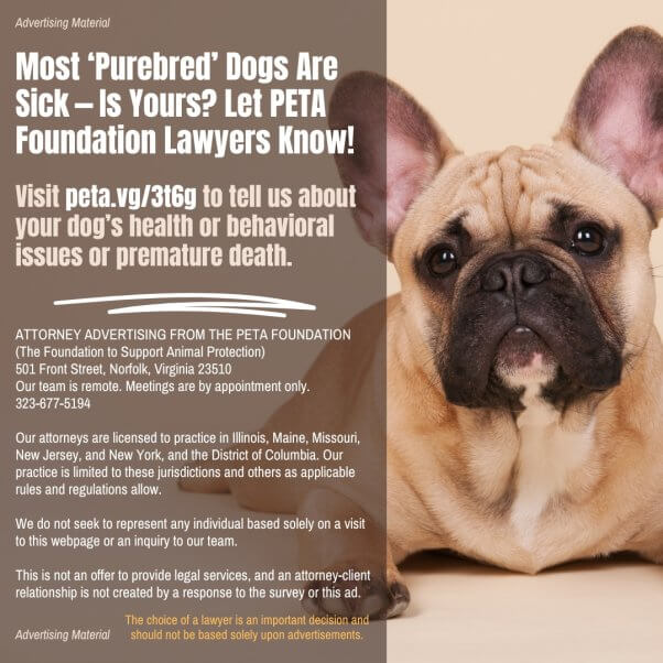 Why Breeding Dogs is Bad