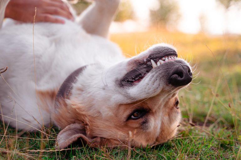 Why Do Dogs Click Their Teeth
