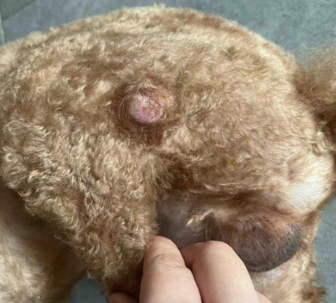 Why Do Dogs Get Skin Tags