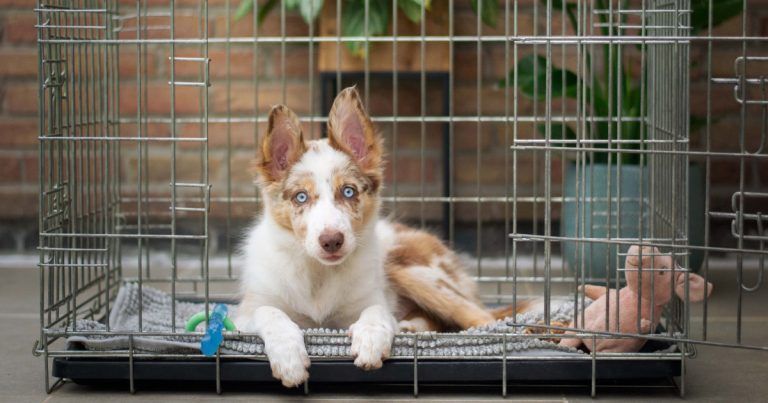 Why Do Dogs Poop in Their Crate