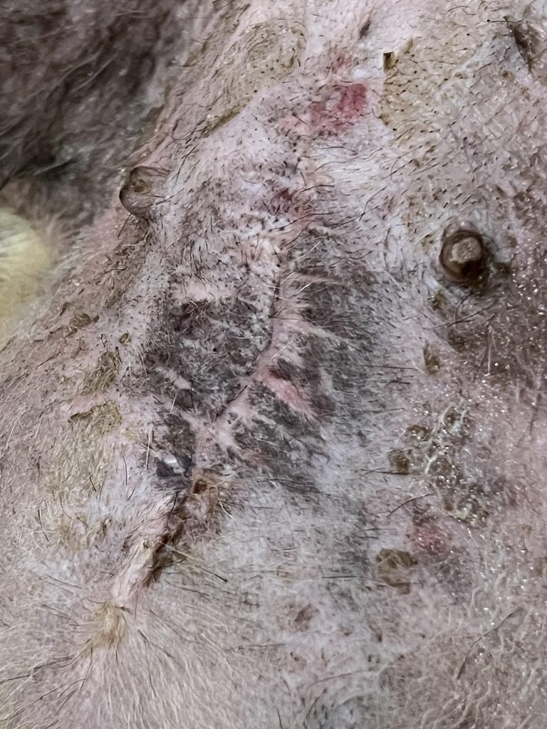 Why Do Dogs Skin Turn Black