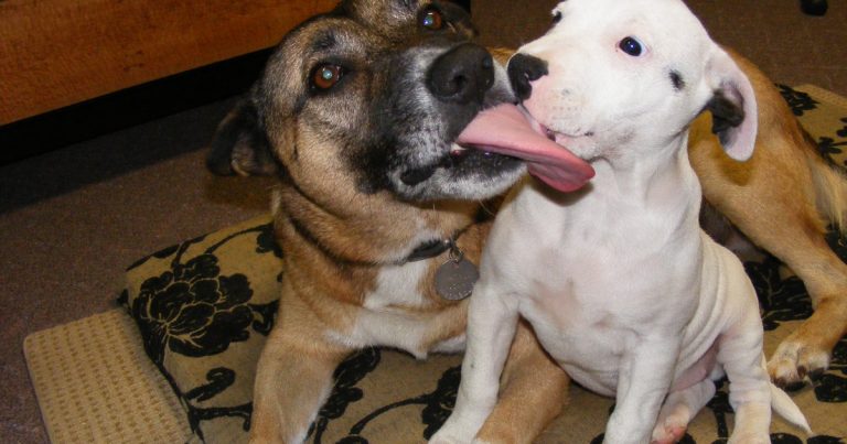 Why Do My Dogs Groom Each Other