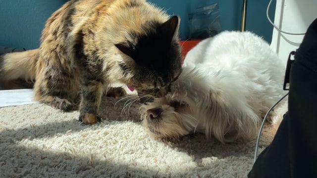 Why Does My Dog Groom My Cat