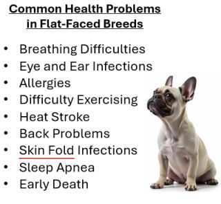 Why Dog Breeding is Bad