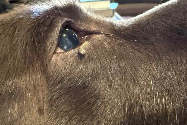 Why is My Dog Getting Skin Tags