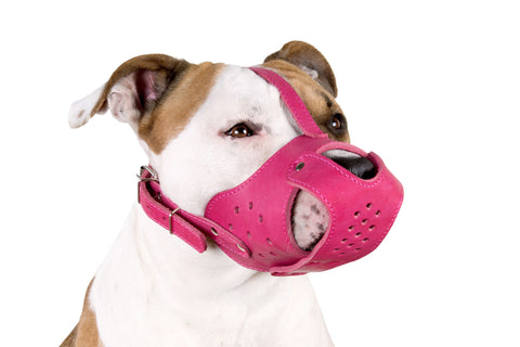 Will a Muzzle Stop a Dog from Barking