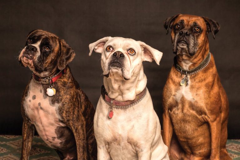 Are Black Dogs Less Likely to Be Adopted? Uncover Truth
