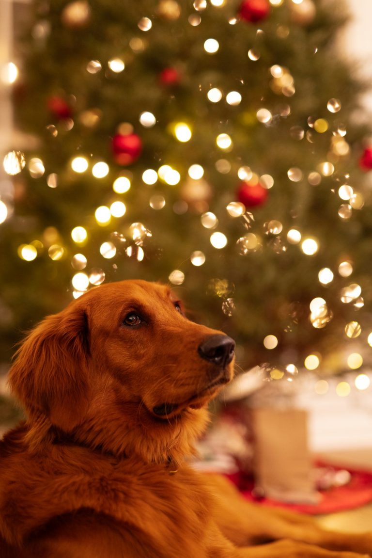 Are Christmas Trees Poisonous to Dogs? Discover Truth
