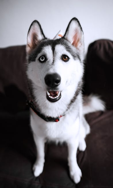 Are Different Breeds of Dogs Different Species?: Unveiling Truth
