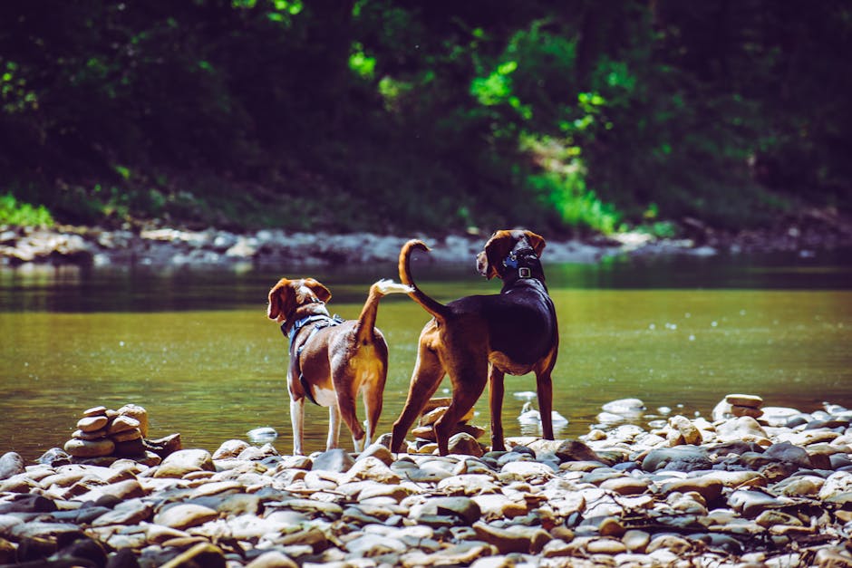 Are Prong Collars Bad for Dogs: The Truth Unleashed