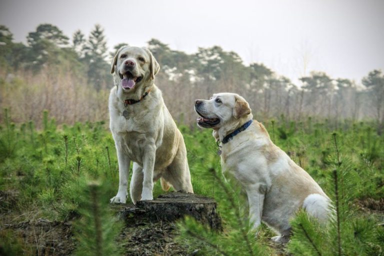 Can Coyotes And Dogs Mate: Exploring The Possibilities