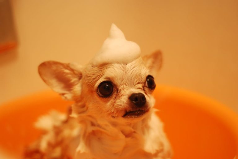 Can Dog Shampoo Kill Lice? Discover the Truth