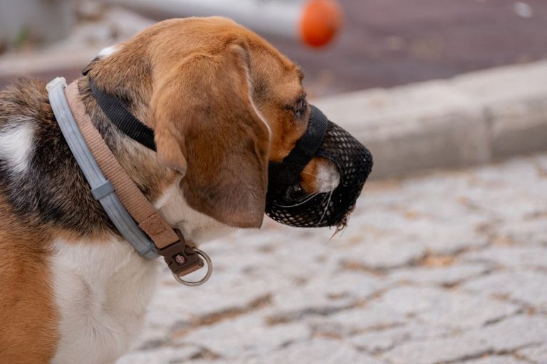 Can Dogs Eat Turkey Skin: Safety Tips for Pet Owners