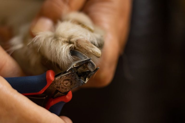 Can I Use Dog Nail Clippers on My Cat: Essential Guide